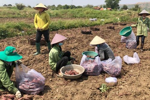 Gia Lai chuyển đổi đất lúa kém hiệu quả sang cây trồng có giá trị cao