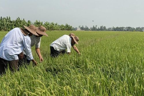 Vì sao giá lúa gạo giảm?