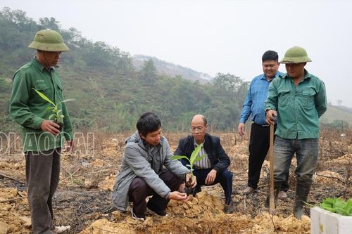 Trồng thí điểm giống chuối kháng bệnh vàng lá panama