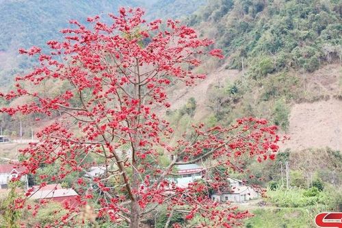 Mùa hoa gạo bên sông Đà