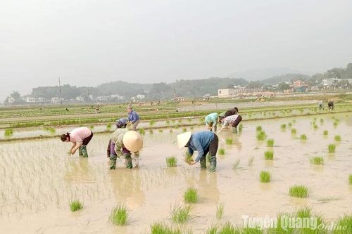 Nghĩa tình mùa vụ