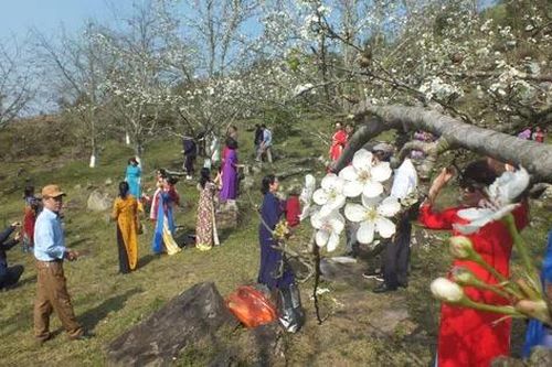 Tuyên Quang: Đầu tháng 3, Hồng Thái (Na Hang) ngập tràn sắc trắng hoa lê thu hút du khách