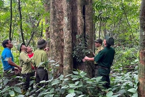 Phát triển mới 500.000 hecta rừng trồng sản xuất gỗ lớn