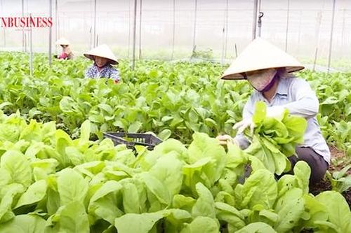 HTX ứng dụng sản xuất hiện đại, cùng nông dân Hưng Yên làm giàu bền vững