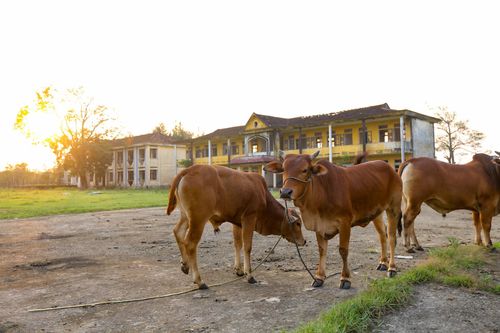 Xót xa hàng loạt trường học bị bỏ hoang, trở thành nơi thả bò ở Hà Tĩnh