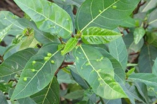 Tại sao trên lá sung lại có nhiều nốt mụn?