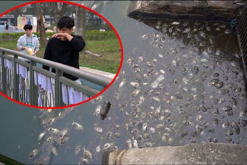 Cá chết nổi trắng, bốc mùi hôi thối ở Công viên Thiên văn học