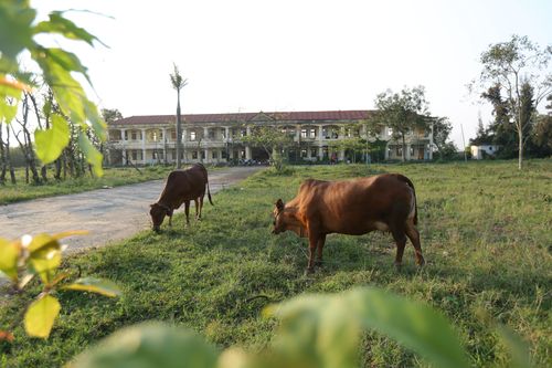 Hàng loạt trường học bỏ hoang thành nơi thả bò, tập kết vật liệu xây dựng