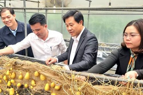 Nông dân Gia Lâm thu lãi 28 triệu đồng/ha khoai tây vụ đông xuân