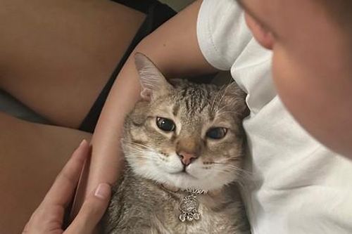 Người trẻ nuôi thú cưng cần chú ý những bệnh truyền nhiễm có thể gây chết người