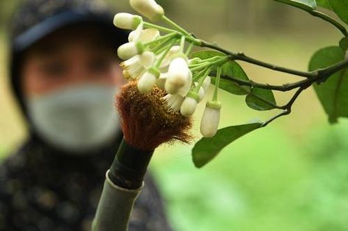 Nông dân thay ong bướm 'se duyên' cho bưởi