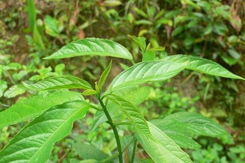 Dự phòng cảm mạo, viêm đường hô hấp với cành lá bọ mẩy