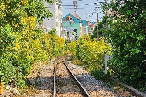 TP Hồ Chí Minh: Tháng 3 lãng mạn hơn với nhiều loại hoa khoe sắc