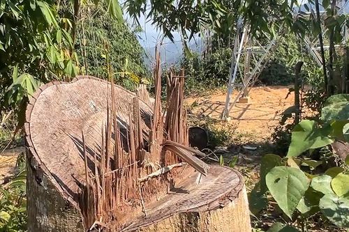 Quảng Nam khẩn trương điều tra, xử lý vụ phá rừng làm đường dây tải điện