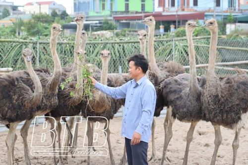 Nuôi loài chim khổng lồ, ông nông dân Thái Bình tự trả lương cao