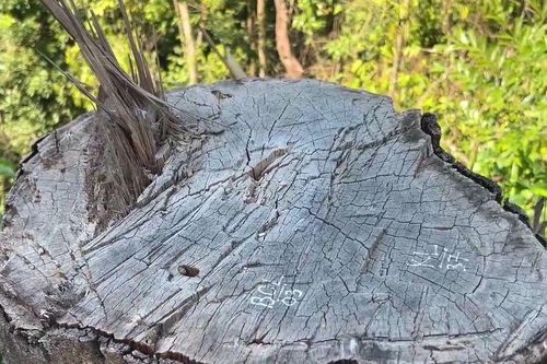 Quảng Nam chỉ đạo 'nóng' vụ phá rừng thi công đường dây tải điện thủy điện Tr'Hy