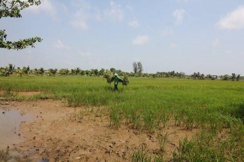 Thủ tướng chỉ đạo tập trung ứng phó với cao điểm xâm nhập mặn tại ĐBSCL