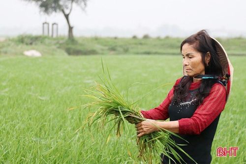 Nông dân 'mất ăn, mất ngủ' vì chuột phá hại lúa
