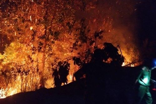 Lâm Đồng: Kịp thời dập tắt vụ cháy rừng trong đêm