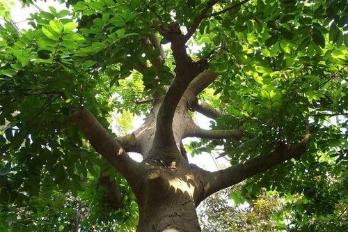 Loài cây độc ở Việt Nam gây mù mắt, giết người trong phút chốc