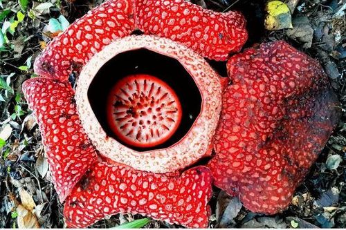 Loài hoa lớn nhất thế giới có nguy cơ tuyệt chủng