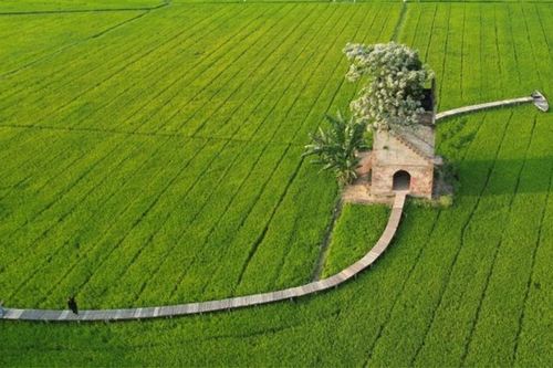 Đẹp ngơ ngẩn lò gạch cũ nằm 'đơn độc' giữa cánh đồng xanh mướt ở Hội An