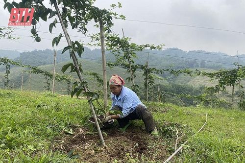 Chú trọng phát triển nguyên liệu phục vụ chế biến