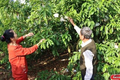 Nhân rộng các mô hình HTX nông nghiệp