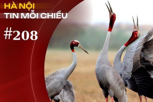 Khi đàn sếu trở về | Hà Nội tin mỗi chiều