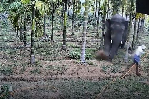 Thót tim cảnh người đàn ông bị voi hoang dã truy đuổi, thoát chết trong tích tắc