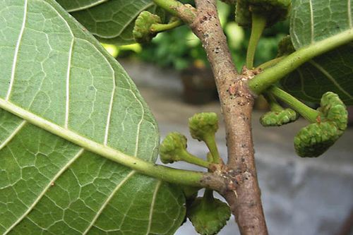 Cây thân gỗ dùng làm quần áo, chăn ở Việt Nam nhưng độc tính cực mạnh