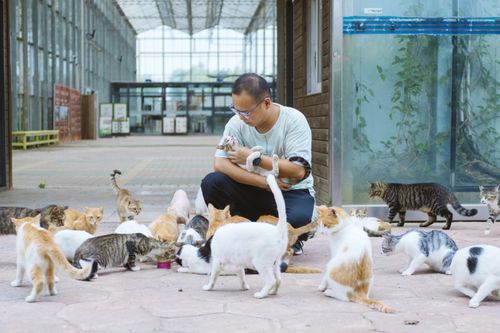 Nơi hạnh phúc nhất trên Trái Đất dành cho mèo