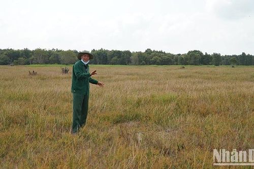 Chưa xác định được nơi trú của 4 cá thể sếu đầu đỏ