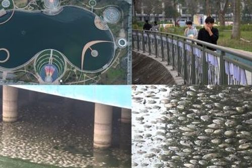 Hà Nội: Cá chết trắng hồ ở Công viên Thiên văn học