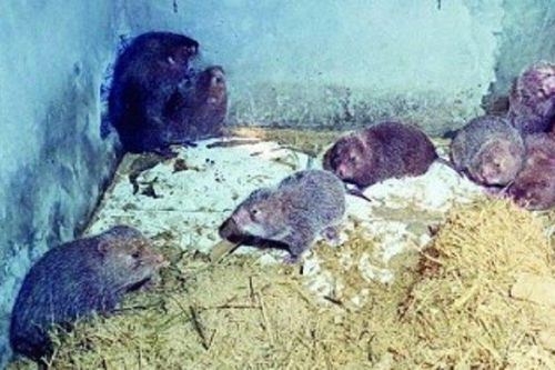 Anh nông dân đếm tiền mỏi tay nhờ nuôi con đặc sản 'thích bóng tối'