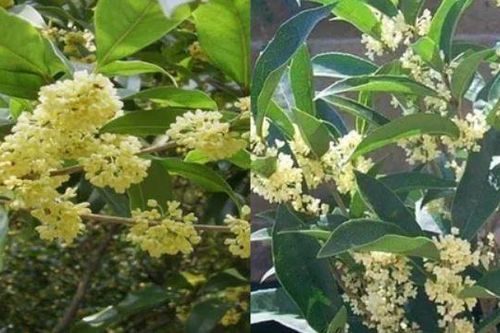 Loại cây 'đẻ ra tiền' giúp gia chủ đời đời ấm no, tiền đầy két lộc đầy nhà