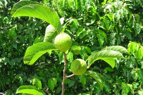Ở Việt Nam có một loài cây cực độc, nhựa cây có thể gây mù mắt, ngừng tim trong phút chốc