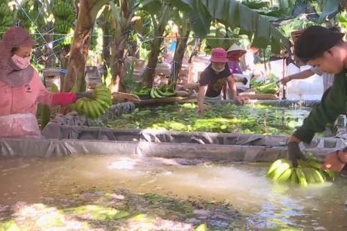 Giá chuối đang đà hồi phục