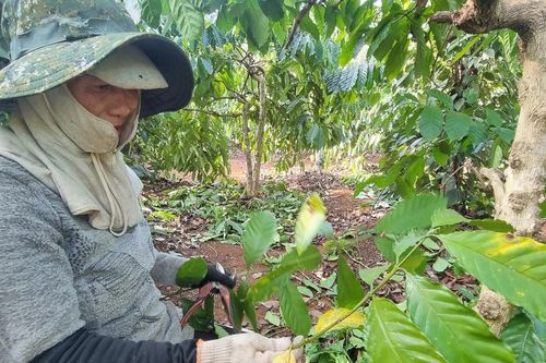 Chủ động phòng trừ rệp sáp trên cây cà phê