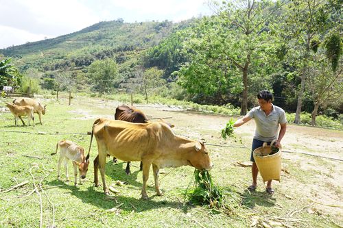 Một nông dân Raglai nỗ lực thoát nghèo