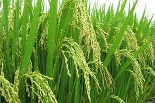 Đẩy mạnh sản xuất, kinh doanh, xuất khẩu lúa, gạo bền vững