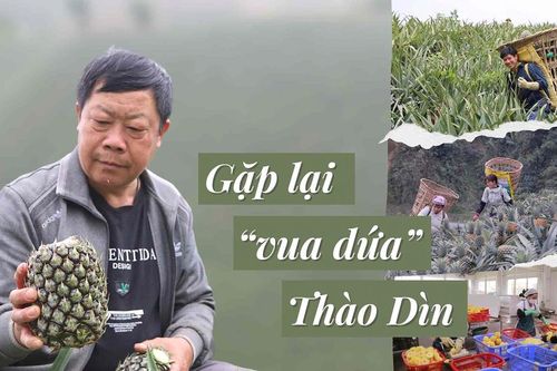 Gặp lại 'vua dứa' Thào Dìn