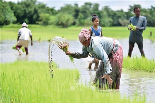 Biến đổi khí hậu tác động không cân xứng đến phụ nữ nông thôn