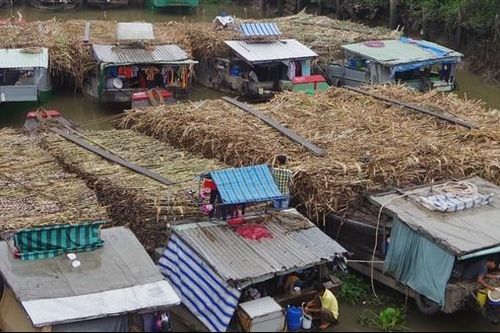 Nông dân phấn khởi vì giá mía tăng cao