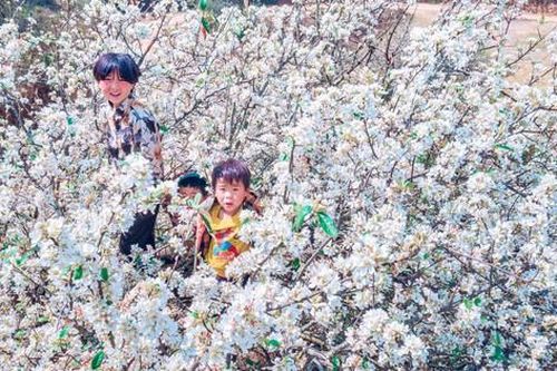 Rừng hoa Sơn tra lớn nhất Việt Nam ở đâu?
