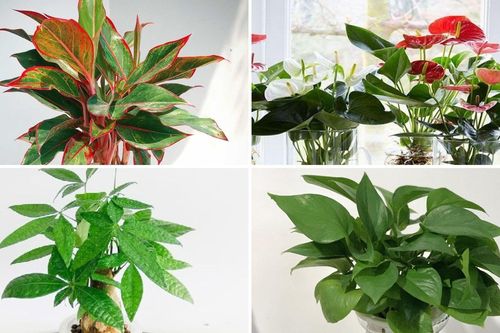 Những loại cây cảnh trồng được trong nước