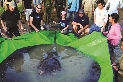 Cá hiếm trên dòng Mekong bị đe dọa