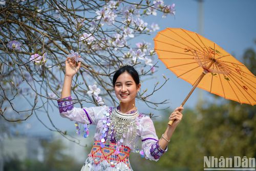 Thiếu nữ Tây Bắc khoe sắc cùng hoa ban Điện Biên những ngày tháng 3