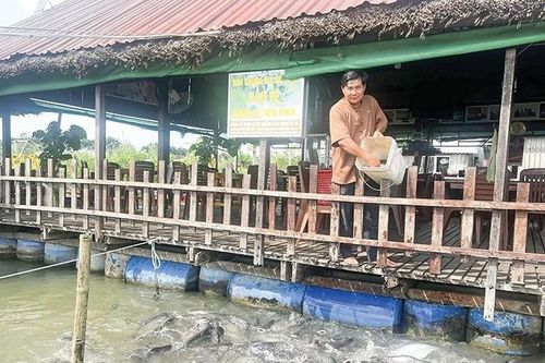 Đặc sản dày đặc giữa dòng sông Hậu, nông dân 'vớt lên' 7 tỷ/năm