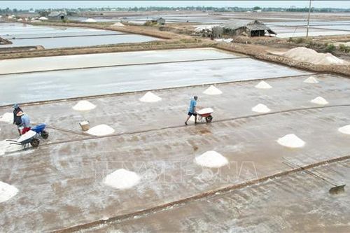 Phát triển bền vững nghề muối Bạc Liêu